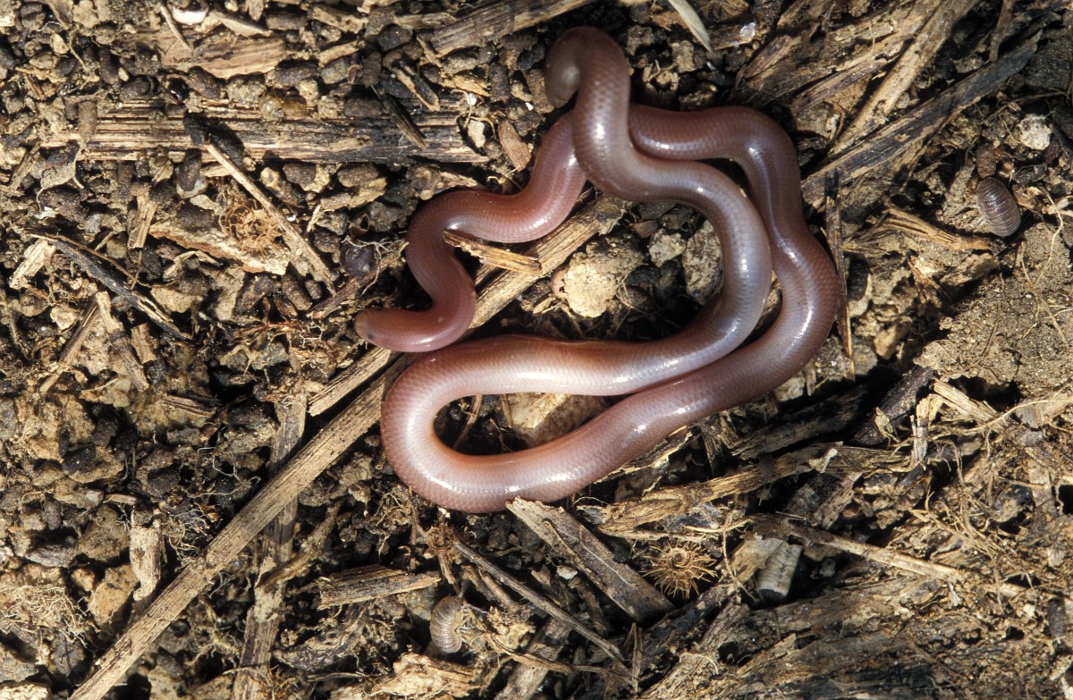Typhlops vermicularis, Worm Snake